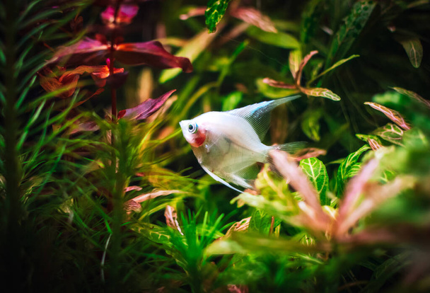 lovely angel fish in my aquarium - Photo, Image