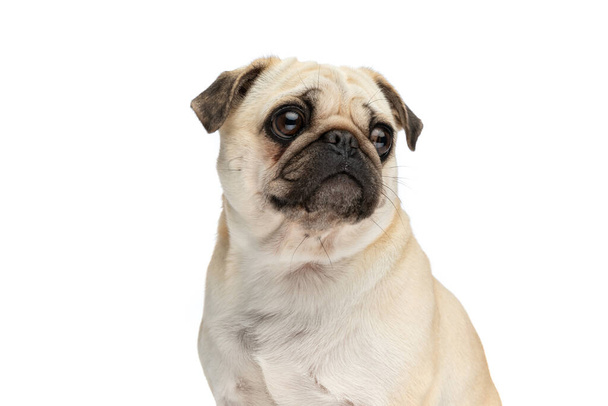 Close up on a pug dog looking away and sitting against white studio background - Photo, Image