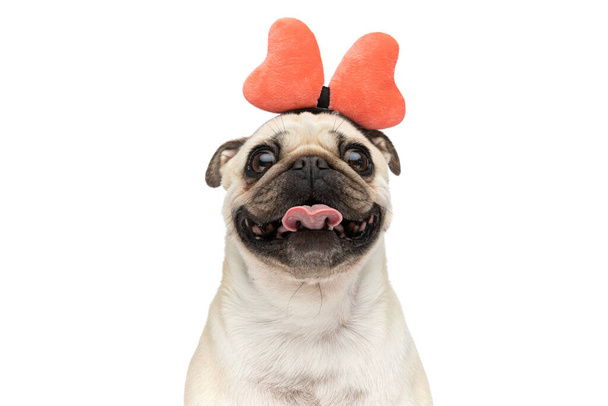 Κοντινό πλάνο σε ένα μικρό σκυλί pug χαμογελά, ενώ προεξέχει τη γλώσσα του και φοράει ένα κεφαλόδεσμο πεταλούδα και κάθεται πάνω σε λευκό φόντο στούντιο - Φωτογραφία, εικόνα
