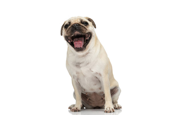 Dulce perro pug riendo en voz alta y sintiéndose divertido mientras se sienta sobre fondo blanco estudio - Foto, Imagen