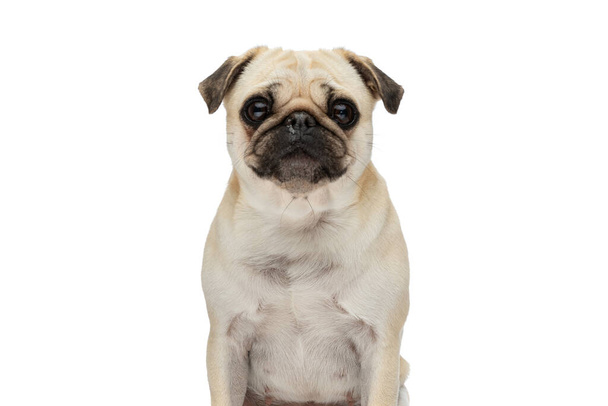 Lähikuva söpö pieni mopsi koira tekee suuria silmiä kameraan ja istuu valkoinen studio tausta - Valokuva, kuva