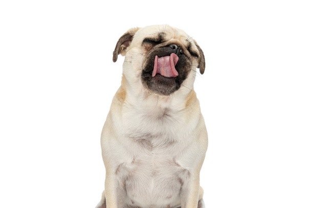 Seated pug dog licking his mouth with his eyes closed against white studio background - Photo, Image