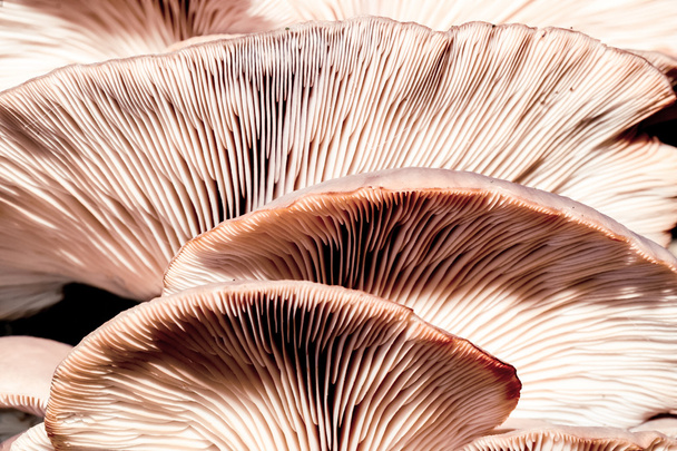 Cogumelo ostra
 - Foto, Imagem
