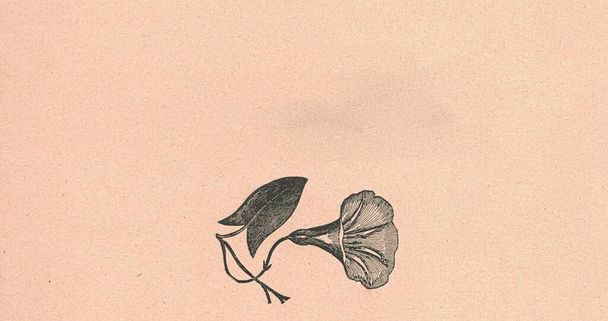 Черно-белая антикварная иллюстрация показывает крошечный цветок. Винтажная иллюстрация показывает крошечный цветок. Старая картинка из сказки. Иллюстрация к книге опубликована в 1910 году. Копирование пространства. - Фото, изображение