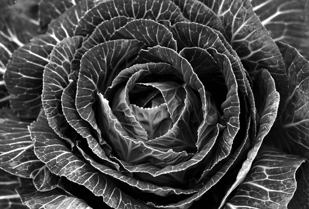 a head of green cabbage - Photo, image