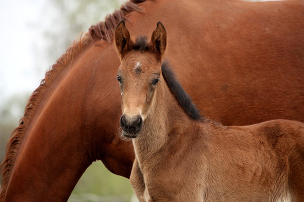 Brown cute foal portrait with his mother - Photo, Image