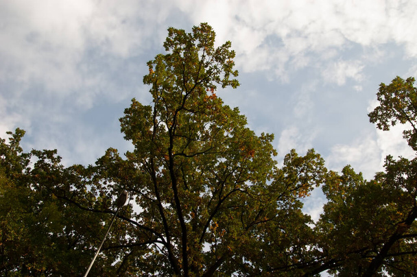Early autumn background: trees with autumn leaves against the sky - Foto, Imagen