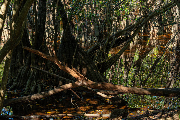 Trooppinen suo Karibian viidakossa Meksikossa - Valokuva, kuva