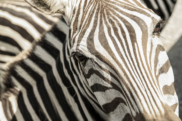 Beautiful striped African zebra in safari park, closeup - Foto, afbeelding