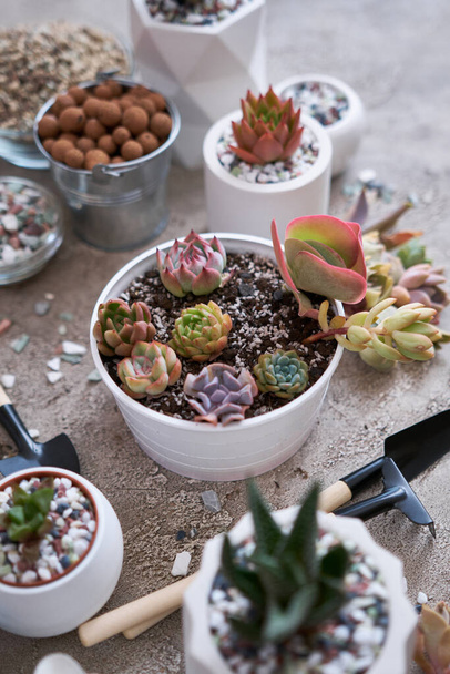 Group of Echeveria and Pachyveria opalina Succulent rooted cutting Plants on concrete table ready for planting. - 写真・画像