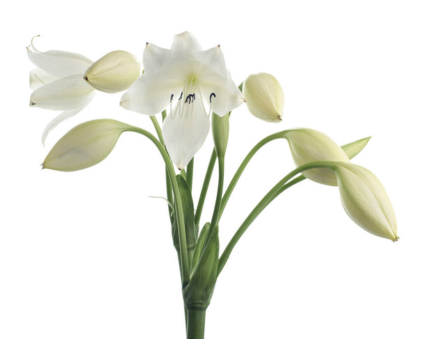 Crinum moorei flowers, Natal Lily, White Lily isolated on white background                            - Photo, Image