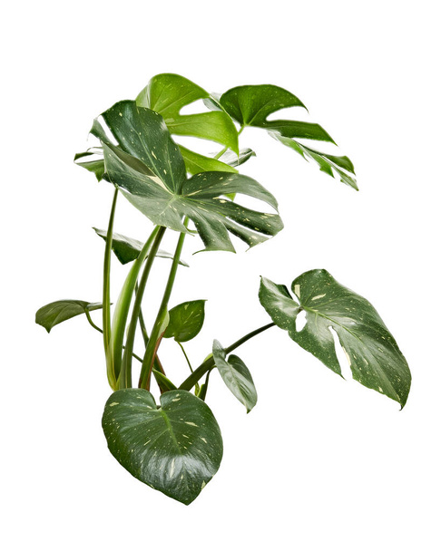 Plante Monstera panachée, feuilles Monstera Thai Constellation, isolées sur fond blanc, avec chemin de coupe                        - Photo, image
