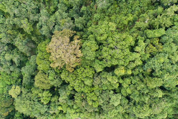 空中ビュードローンカメラトップビュー熱帯雨林の木生態系健康的な環境の概念と夏の背景、高角度ビュー - 写真・画像