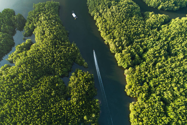 Niesamowite bogactwo lasów namorzynowych Widok z lotu ptaka Drzewa leśne Ekosystem lasów deszczowych i zdrowe środowisko tło Tekstura zielonych drzew Las z góry na dół Widok z wysokiego kąta - Zdjęcie, obraz