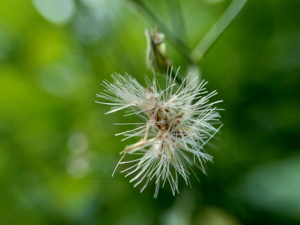 キアンシリウム・シネリウム(小さな鉄雑草、 povamkurunnila 、 monara kudumbiya 、さわいランギット)の花。Cyanthillium cinereumは喫煙を中止し、一般的な寒さを緩和するために使用されています - 写真・画像