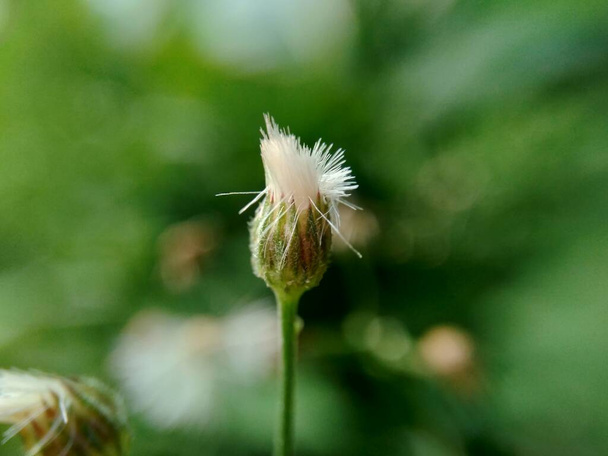 Cyanthillium cinereum (małe żelazo, poovamkurunnila, monara kudumbiya, sawi langit) kwiat. Cyanthillium cinereum zostało użyte do rzucenia palenia i złagodzenia przeziębienia. - Zdjęcie, obraz