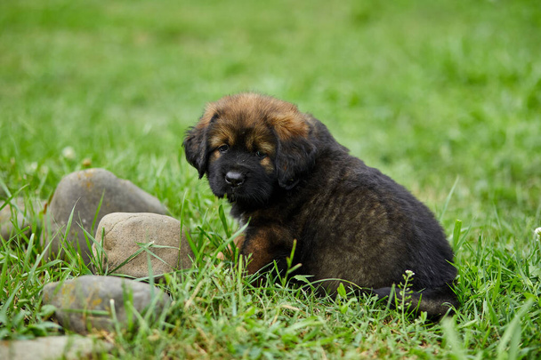 Brown aranyos boldog kiskutya Újfundland, imádnivaló mosoly kutya a nyári parkban zöld fű szabadban. - Fotó, kép