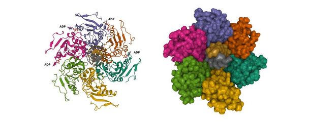Estructura crioEM de la replicasa PCV2 unida a ssDNA. Dibujos animados 3D y modelos de superficie gaussiana, PDB 7las, esquema de color id de cadena, fondo blanco - Foto, imagen
