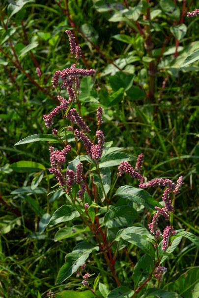 Persicaria longiseta is a species of flowering plant in the knotweed family known by the common names Oriental lady's thumb, bristly lady's thumb, Asiatic smartweed, long-bristled smartweed, low smartweed, Asiatic waterpepper, bristled knotweed, bunc - Photo, Image