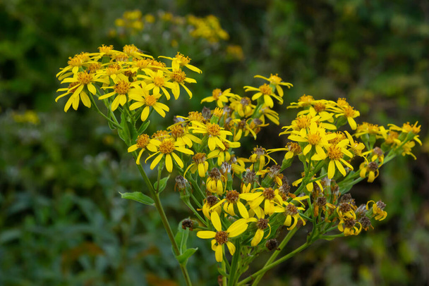Closeup of many butterflies on a yellow flowering common ragwort or Jacobaea vulgaris plant. - 写真・画像