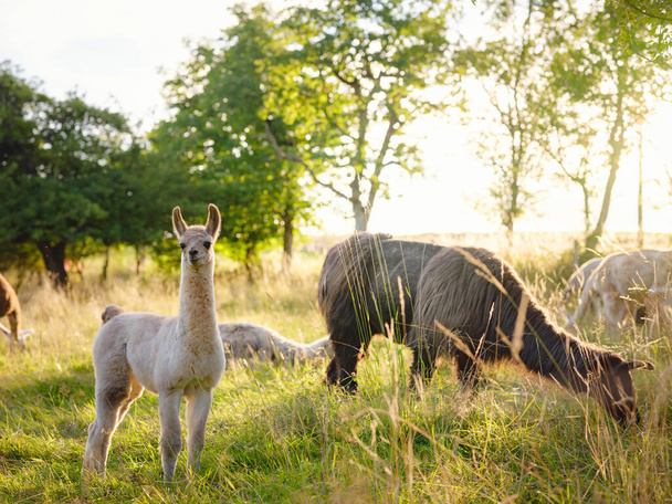 Beautiful sunrise farm scene with group of grey, brown and black alpacas walking and grazing on grassy hill backlit at sunrise with trees in background. Summer in French farmland - Photo, Image