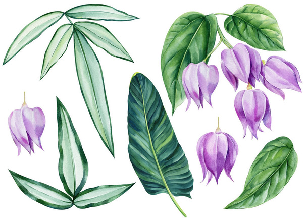 conjunto de folhas tropicais e flores sobre fundo isolado, aquarela pintura botânica, desenhado à mão. Ilustração de alta qualidade - Foto, Imagem
