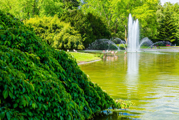 природные пейзажи на озере с фонтаном и весенними деревьями в парке - Фото, изображение