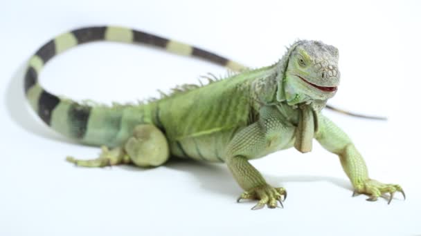 Suuri vihreä Iguana lisko eristetty taustalla - Materiaali, video