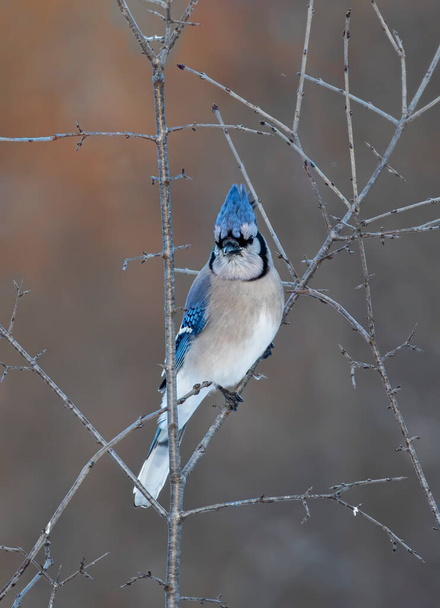 Blue Jay (Cyanocitta cristata) perched on a branch at sunrise on a Canadian autumn day. - Фото, изображение