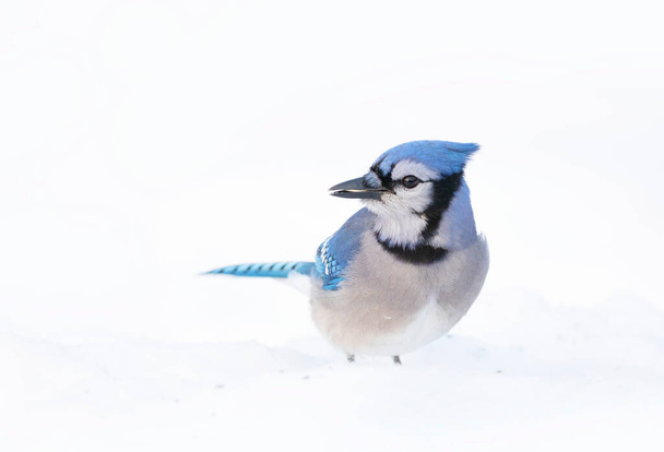 カナダの冬に食べ物を探している雪の中のBlue Jay (Cyanocitta cristata). - 写真・画像