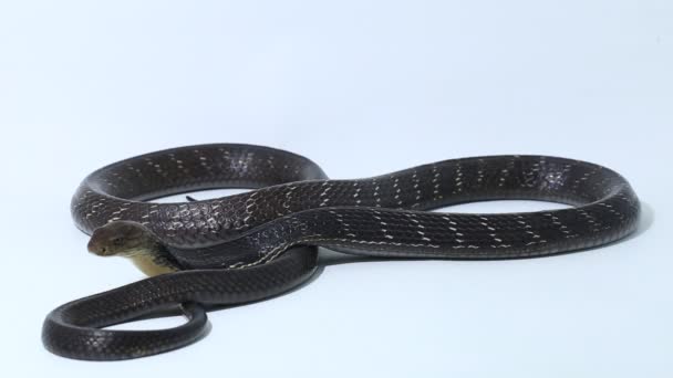 Król Kobra (Ophiophagus hannah), jadowity wąż pochodzący z południowej Azji izolowany na białym tle - Materiał filmowy, wideo
