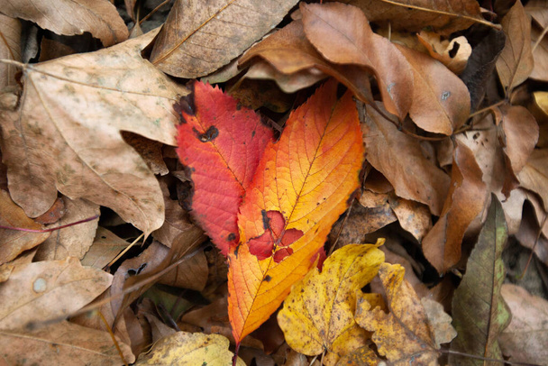Colores de otoño y hojas de otoño en el suelo en el camino en un bosque.  - Foto, imagen
