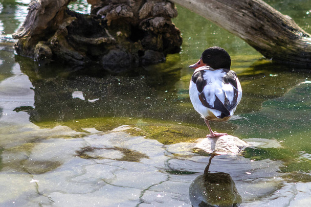 nice duck resting on a rock on one leg - Foto, imagen