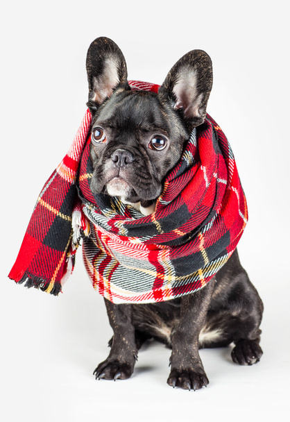puppy wrapped in a warm scarf - Fotoğraf, Görsel