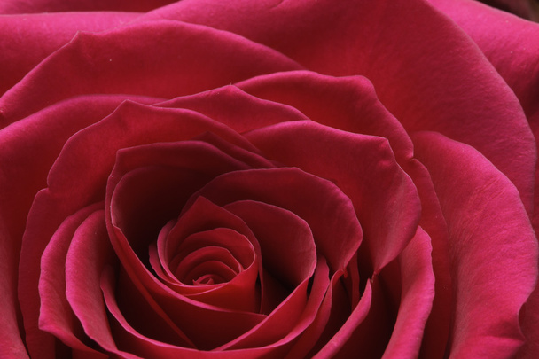 Κόκκινο τριαντάφυλλο μπουμπούκι πέδησης - Φωτογραφία, εικόνα