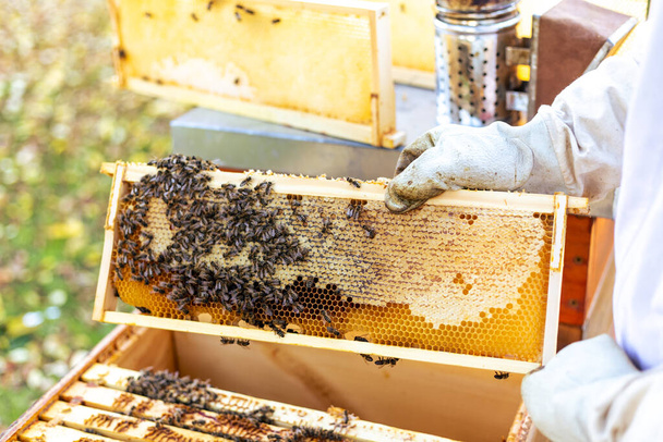 Detailní záběr plástve včelího úlu, koncepce včelařství - Fotografie, Obrázek
