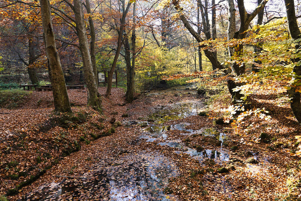 autumn forest with trees and leaves - Photo, Image