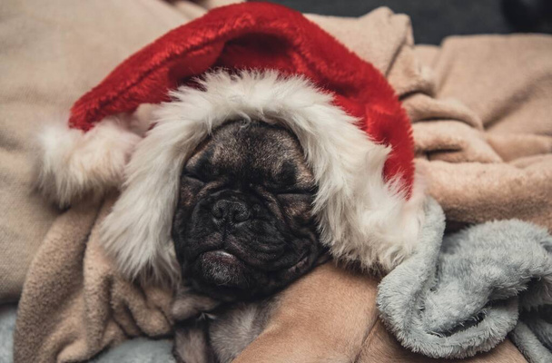 Cute francuskiego buldoga szczeniak w Santa kapelusz śpi na sofie.Christmas tło koncept.Zwierzęta świętujące Boże Narodzenie koncept.Close. Wysokiej jakości zdjęcie - Zdjęcie, obraz