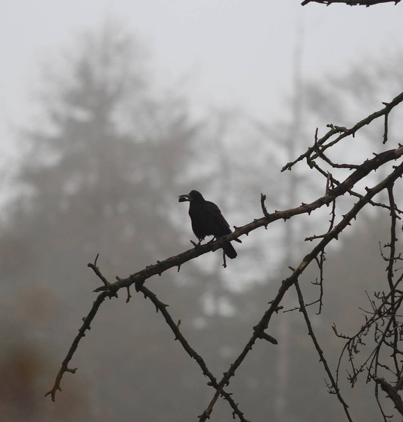 corvo felice strofinato trovato un grande noce saporito - Foto, immagini