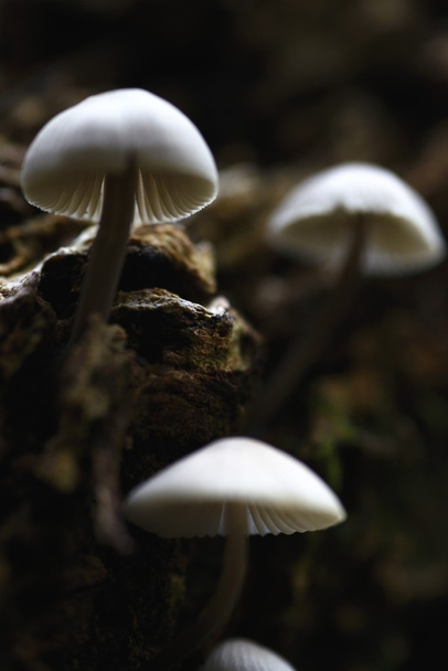 Pilze im Wald - Foto, Bild