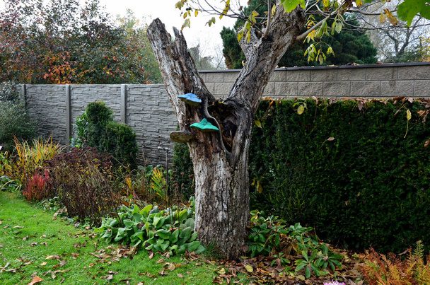 jardim de outono do feiticeiro com cogumelo gigante verde e azul no tronco da árvore. Outono jardim perene romântico com gramado e teixo homens de sebe mostrando mão, dedo casca tronco árvore oca - Foto, Imagem