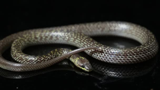 Orientalny wąż wilczy Lycodon capucinus izolowany na czarnym tle - Materiał filmowy, wideo