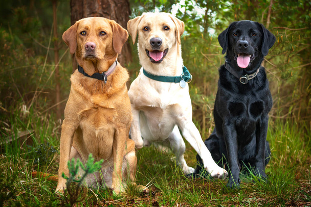 Tres labradores, negro, amarillo, y rojo zorro, todos posando en el bosque y hving diversión. - Foto, imagen