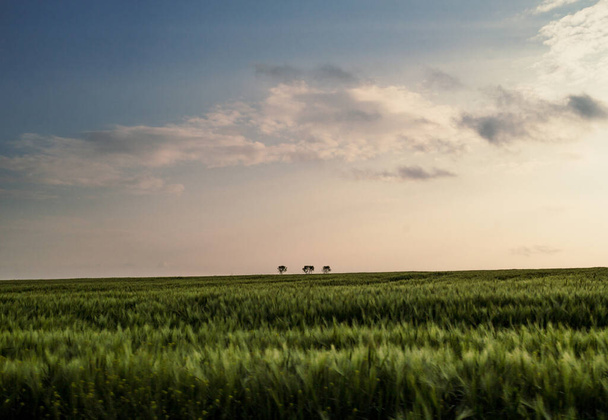 Grassland landscape photo. Summertime. Beautiful nature scenery photography with lonely trees on background. Idyllic scene. High quality picture for wallpaper, travel blog, magazine, article - Φωτογραφία, εικόνα