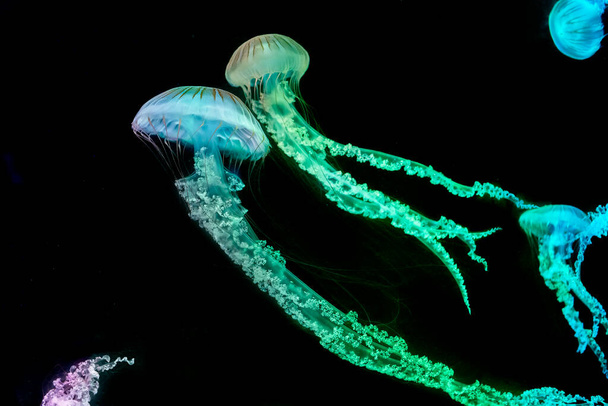 jellyfish (Chrysaora fuscescens or Pacific sea nettle) - Fotografie, Obrázek