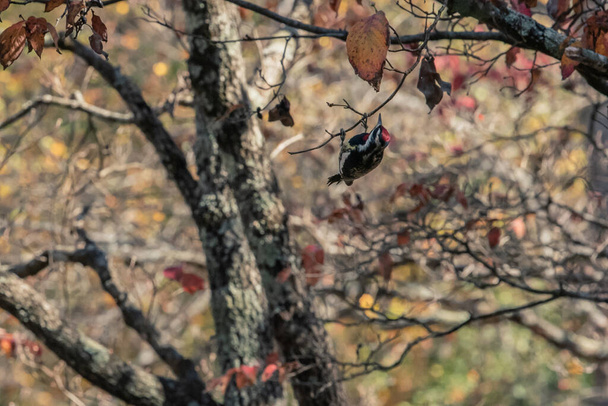 Sapsucker de bico vermelho escolhe bagas vermelhas de um ramo de Dogwood fino em uma tarde de outono - Foto, Imagem