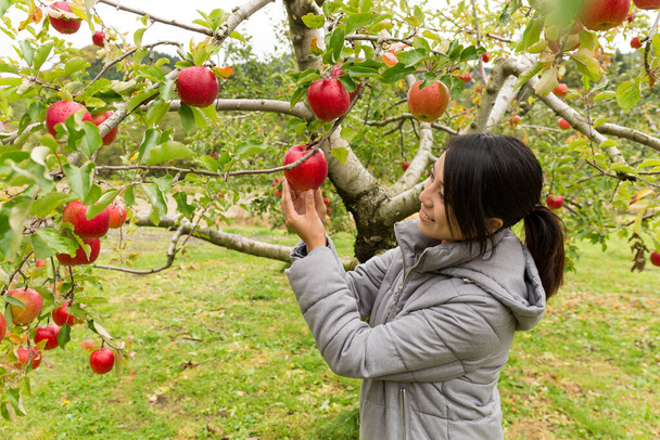 Tourist woman pick red apple over the tree in the farm - Valokuva, kuva
