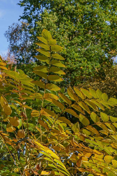 見事な秋の日差しは、日本のアンジェリカツリーの黄色、金、緑の広い葉を照らします。. - 写真・画像