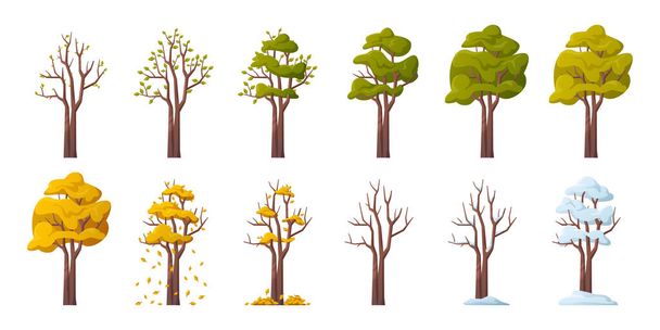 Tree during seasonal changes, isolated plant with blooming leaves in spring. Lush greenery and blossom in summer. Falling leaves in autumn and covered with snow in winter. Vector in flat style - Vector, Image