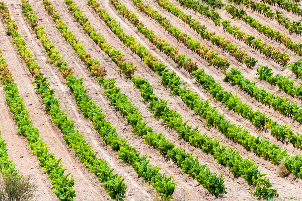 Vineyards near Logrono - Photo, Image